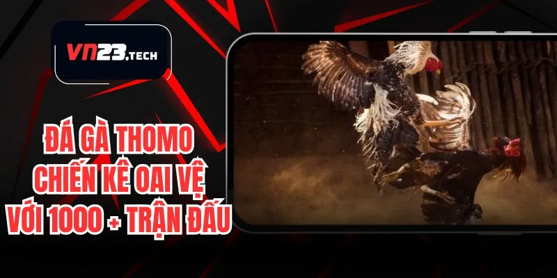 Đá Gà Thomo - Những Chiến Kê Oai Vệ Với Hơn 1000 Trận Đấu
