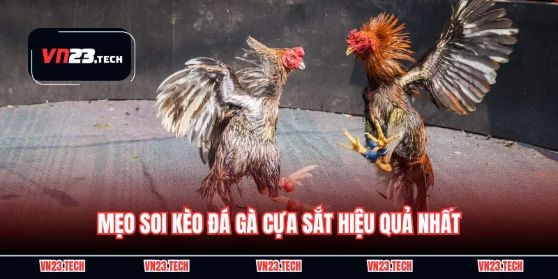 Mẹo soi kèo đá gà cựa sắt hiệu quả nhất