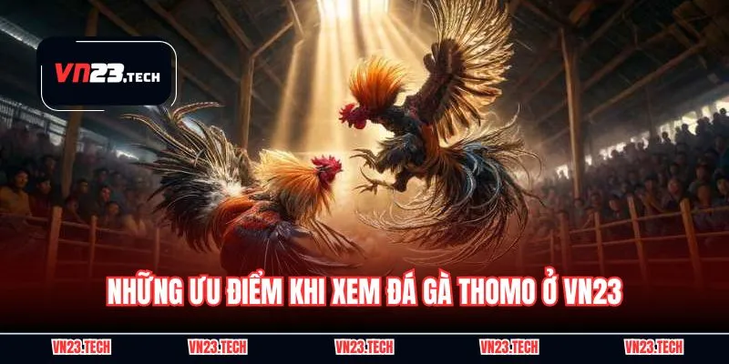 Những ưu điểm khi xem đá gà Thomo ở VN23