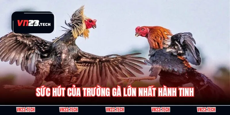 Sức hút của trường gà lớn nhất hành tinh